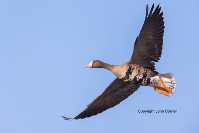 Anser-albifrons;Flying-Bird;Greater-White-fronted-Goose;One;Photography;White-fr